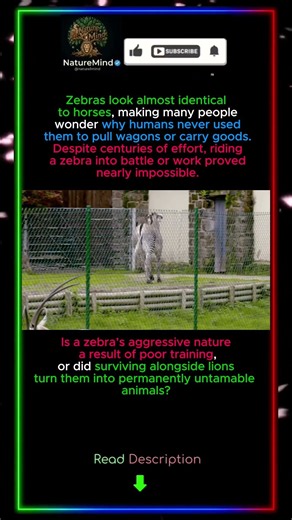 Why humans could never domesticate zebras! 🦓🚫 #naturemind #NatureMind