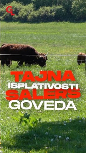 Zašto je Salers pasmina toliko isplativa? 🐂🥛