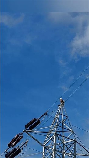 Dragon flies over Bald Eagle.
