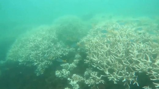 Coral scientists explain how coral bleaching happens