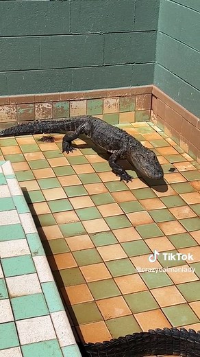 Usually it just plops in the water #alligator#gator#poop#potty