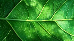 Download Close-up of a vibrant green leaf showcasing intricate vein patterns and textures, perfect for nature-themed projects. for free
