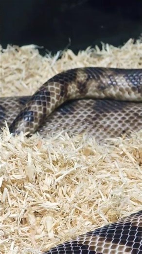 Black Head Python breeding #python #reptiles #breeding #snakes