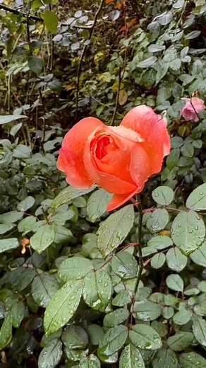 716 reactions · 42 shares | Vibrant flower garden  | Baby Suresh | Facebook