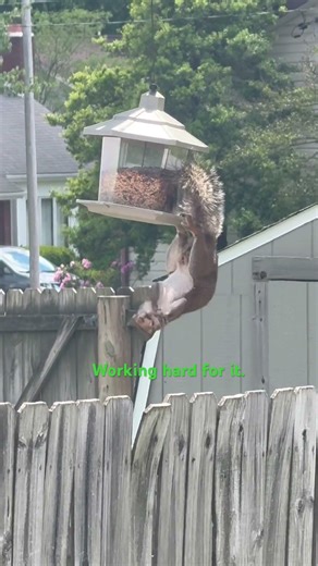 Acrobat squirrels are the real deal.
