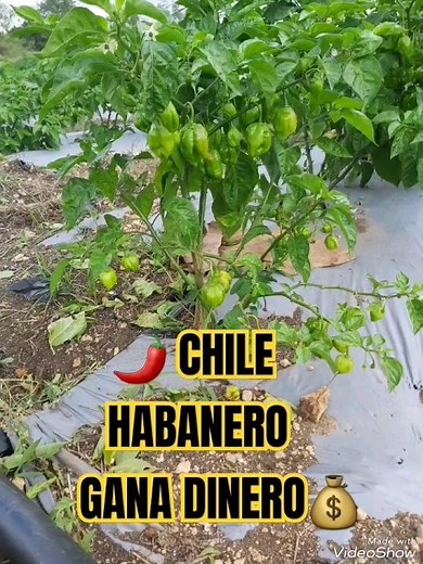 🌶CULTIVO CHILE HABANERO Aji Pimiento PICANTE|HOT PEPPER Riego por Goteo 🌶