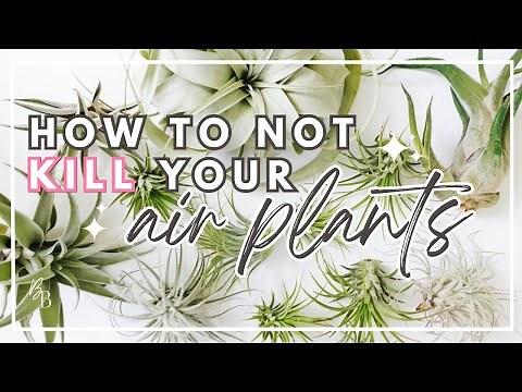 Everything You Need To Know About Air Plants | Complete Tillandsia Care Guide | Houseplant Care
