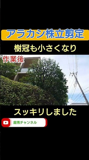 【透かし剪定】アラカシ株立の剪定