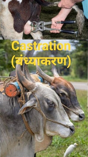 “Castration of Animals: जरूरत या प्रकृति के खिलाफ?”