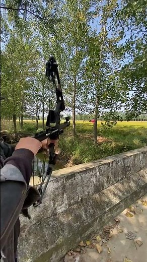 Compound bow shooting steel ball bearings #slinsghot #outdoors #compoundbow #bowfishing