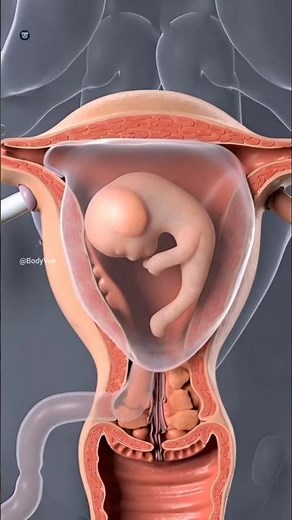 4 Weeks After Conception: 3D Medical Animation During Pregnancy