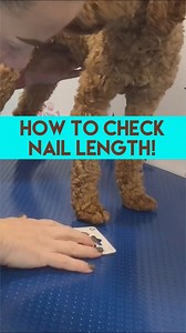158K views · 508 reactions |  TAG A DOG OWNER SO THEY CAN CHECK!  I...