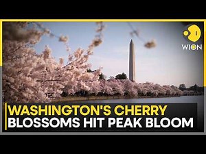 Washington’s Cherry Blossoms Reach Peak Bloom, Symbolizing US–Japan Ties | WION