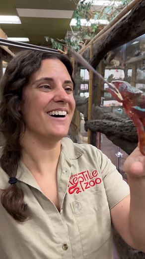 128K views · 3.6K reactions | BIG Chameleon Snatches up this Worm . . . #beautiful #chameleon #wow #wildlife #fbreels #wild #animals #animallovers #AmaZing #video #cool #moment #facebookreels #reelsfb #tongue #eat #worm #hungry #snatch #long #crunch #beauty #colors #red | The Reptile Zoo | Facebook