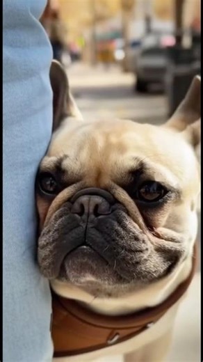 😂｜French Bulldog vs Bully Dog — Scared Then Brave! 💪🐾 #French Bulldog#Bully DogCute Dog