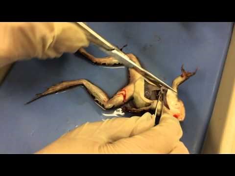 Beating Heart Inside of Frog | Bio 233 Dissection