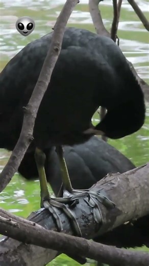 羽繕いする宇宙人顔のオオバン Coot with an alien face #オオバン #面白い #coot #funny #wildbirds #shorts