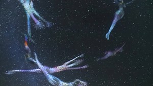 19K views · 124 reactions | With one month left to immerse yourself in our landmark exhibition, ‘Songlines: Tracking the Seven Sisters’, get your tickets today to journey across the nation: bit.ly/2vInLna | National Museum of Australia | Facebook