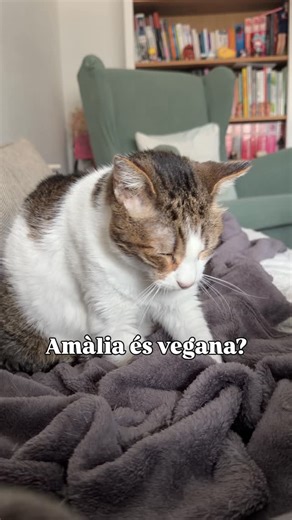 Marta Martínez Canal | 🐈 L’Amàlia no és vegana, és una gata. Per motius mèdics, vaig decidir donar-li una alimentació concreta, en aquest cas amb productes... | Instagram