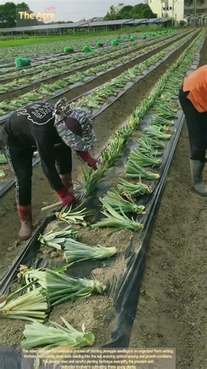 Cultivating Pineapple Seedlings: The Farming Process