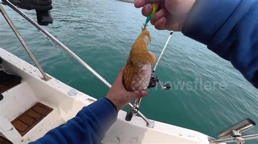 Disgusting moment cuttlefish spins like tornado unleashing spiralling cloud of ink onto fisherman
