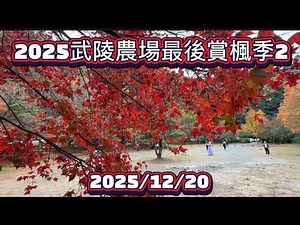 Wuling Farm's Last Maple Leaf Season 2025 (2) 2025/12/20