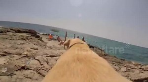 Run, Walter, run! Golden labrador's amazing sprint from home to the beach caught on GoPro