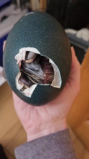 Baby Dinosaur Finally Hatching - Real Egg Birth Video