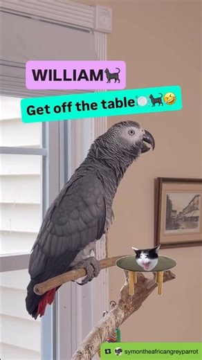 Symon says: William is such a naughty cat🐈‍⬛🤣Please Subscribe❤️#funnyparrot #birds #talkingparrot