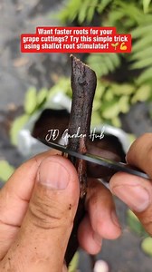 Want faster roots for your grape cuttings? 🌱✨ Use shallot root stimulator and create a mini greenhouse by covering your polybag with a plastic bag! Watch your grape cuttings thrive in days! 🍇💪 Try it now and share your results! 🌿 #GrapeCuttings #PlantHacks #GardeningTips #MiniGreenhouse #RootBooster #HomeGarden #PlantGrowth #UrbanGardening #FYP #ViralGardening #PlantCare #GardenHacks #PlantLovers #DIYGarden #GrowYourOwn #FYP2025 #PlantTips #GardeningLife #GardenersOfInstagram #FYPViral | JD 