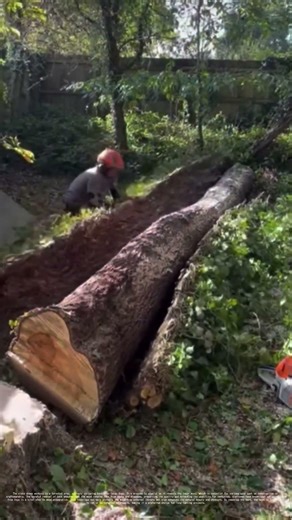 Stripping Bark: Unveiling the Secret to Wood's Longevity