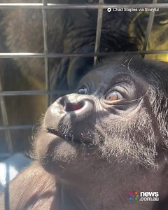 This baby gorilla has been given a second chance at life. 🦍 | News.com.au
