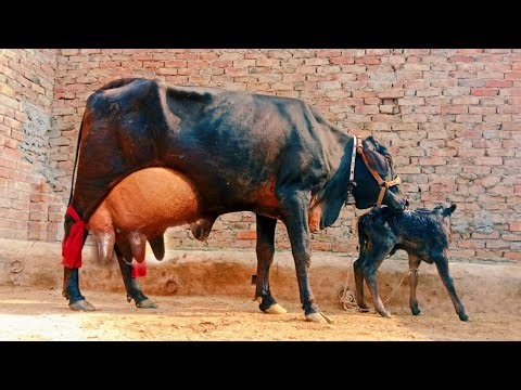 Jersey chulstani frizen cow for sale YouTube(03061061151) 4 May 2026