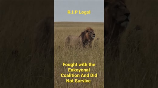 Remembering fallen lion Logol of the Marsh Lion Pride