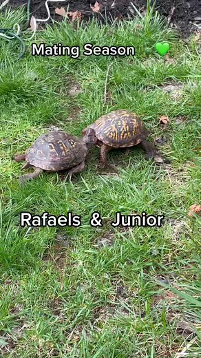 ❌❌❌🚫 Not Something I Love to see. It is mating season and the male chases the female, biting her on the neck, head, and edge of her shell before mounting the female ——> ❤️🐢#easternboxturtle #exoticpets #animalsoftiktok #mate #camping #matingseason #turtlemating #yourneighbordhoodturtle #wildlife#boxturtle #turtle #worms #tortuga #washingtondc #reptile #education #conservation #amazonpets #turtlepower #fyp #turtleanimals #petstagram #spring #animal #earthday #couplesgoals #couples