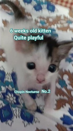 Raju is a 6 Weeks Old kitten now 💖 Loves to play with us 😍 Happy and always playful 🦦