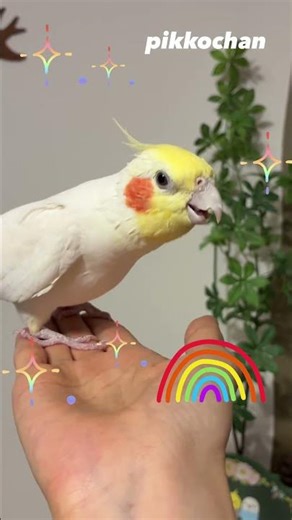 Over the rainbow🌈 #オカメインコ #cockatiel #インコ #癒し動画