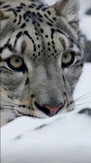 Most Incredible Snow Leopard Survival Skills Ever Filmed #mountains #predator