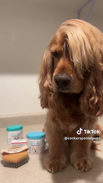 Adorable Cockerspaniel Celebrating Christmas with Joyful Songs 🎶🎄