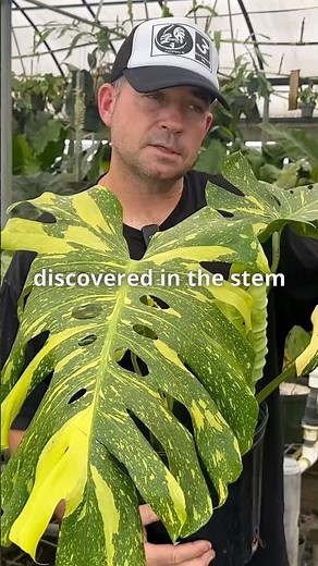 Monstera ‘Electrolyte’ CURIOUS Origin Story Revealed!