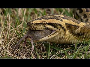 Yellow Anacondas: 250 Days From Egg to Survivor with the Snake That Hunts Under Water