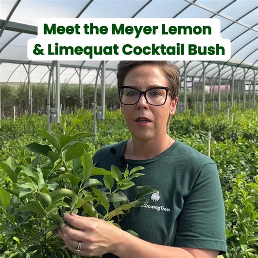 Easy to grow, indoors or out, these citrus 🍋 🍋‍🟩trees are a delightful addition to any garden. | Fast Growing Trees