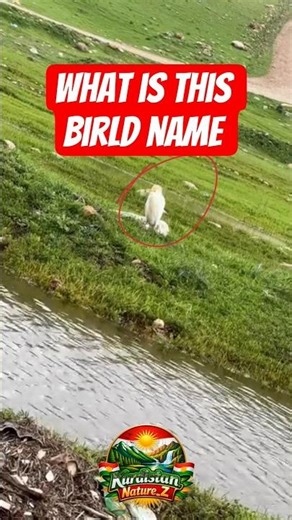 Bird cry form kurdistna nature #trending #youtubeshorts #viralvideo #birds #sound