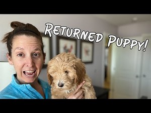 We Got A 9 Week Old Puppy