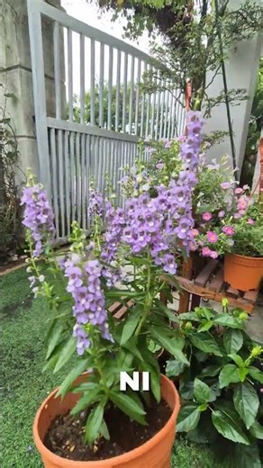 #angeloniaflower #gardeningtips #flowers #beautifulplants