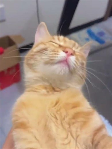 Cute Kitten Fun: The Ultimate Cat Attraction Trick