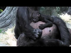 Baby Gorilla Nursing at Brookfield Zoo