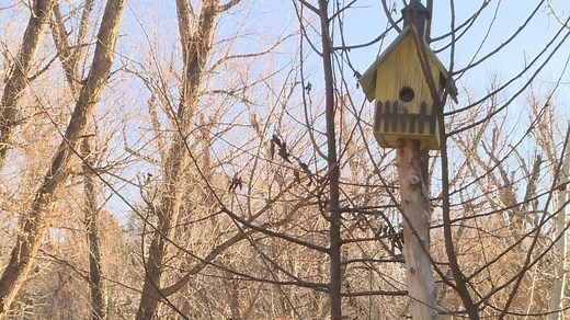 Winter bird care: How to keep backyard feeders stocked and safe