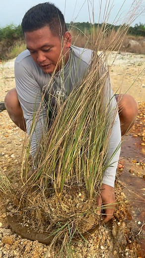 180K views · 1.3K reactions | Wow, amazing, that wild water plant contains thousands, even millions of pure gold. #goldhunting #goldmine #goldmining #goldpanning #goldprospecting #goldprospector #golddiscovery #goldnugget #PUREGOLD #GoldRush #goldenriver #golddigger #gold | Nepri Andries | Facebook