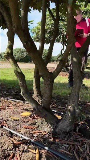 Selecting Rhododendrons for a Landscape Project (Rododendrai projektui) | Sodo Linija